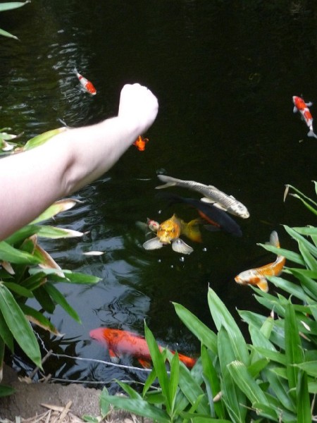 Annie 'feeding' koi (2).JPG